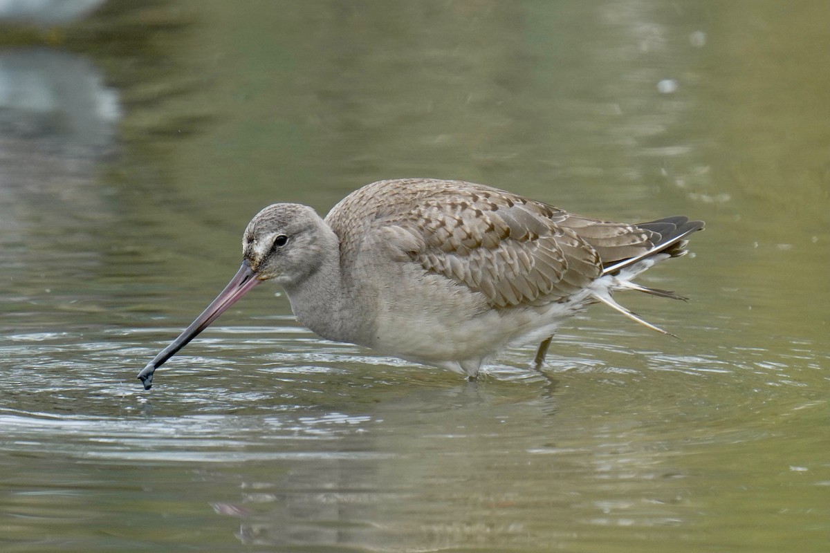 Hudsonian Godwit - Sabine Jessen