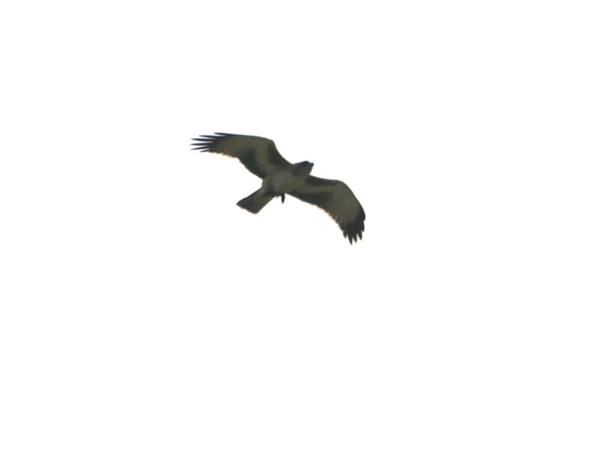 Австралийский орёл-карлик - ML373981481