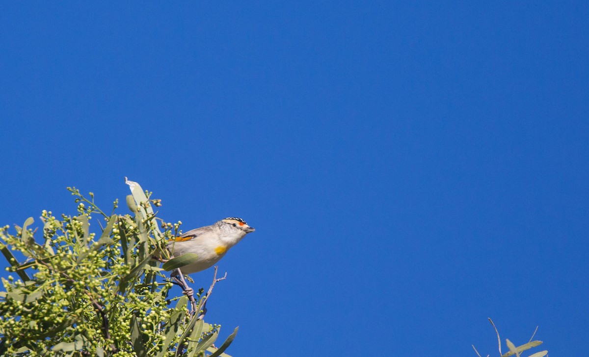 Pardalote Cejirrojo - ML373981871