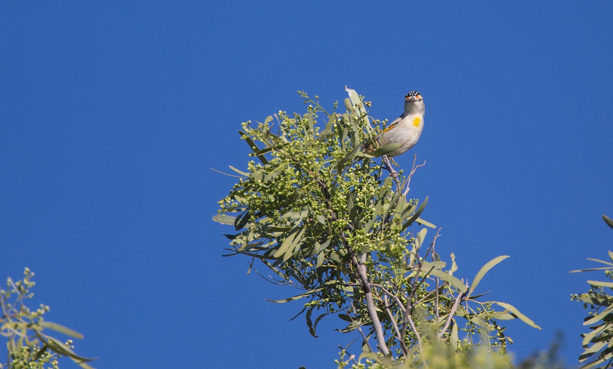 Rotbrauen-Panthervogel - ML373981891