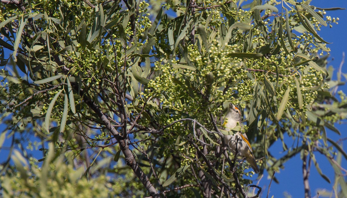 Rotbrauen-Panthervogel - ML373982091