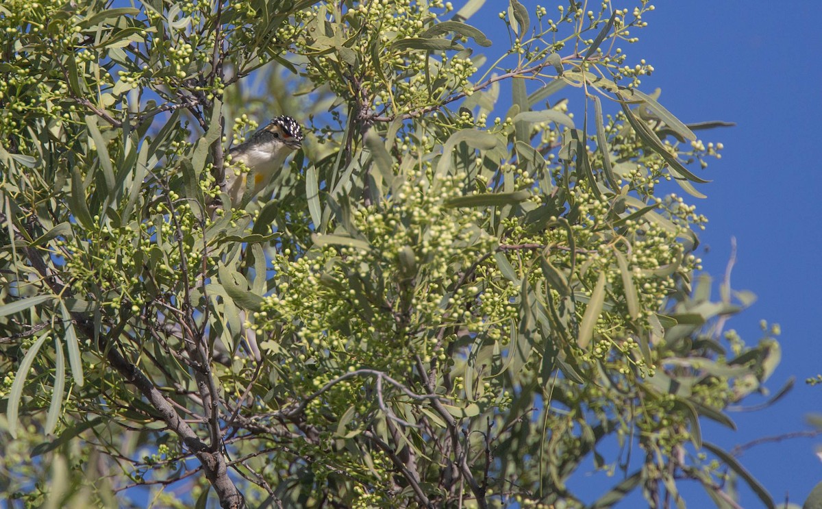 Red-browed Pardalote - ML373982391