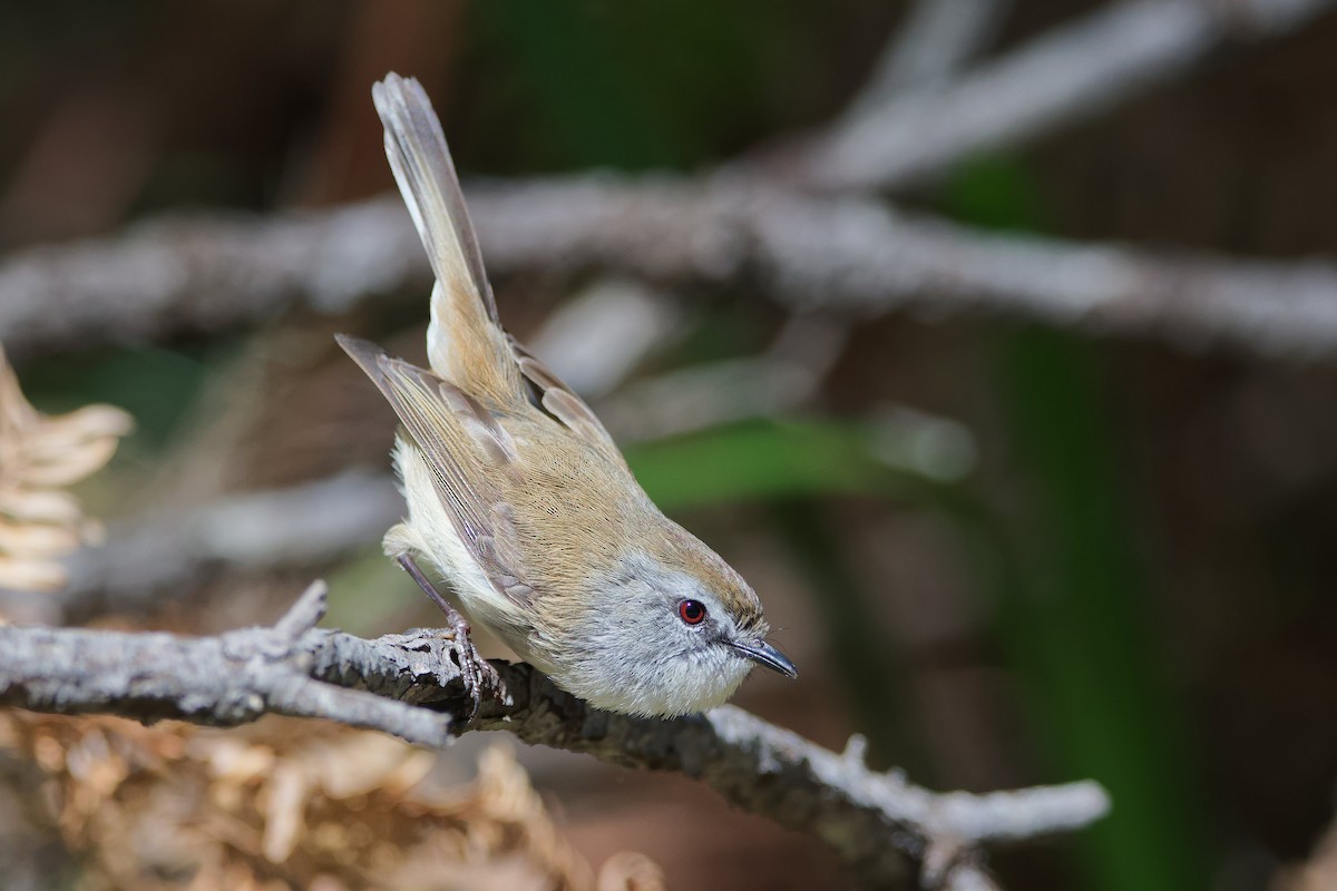 Brown Gerygone - ML373982841