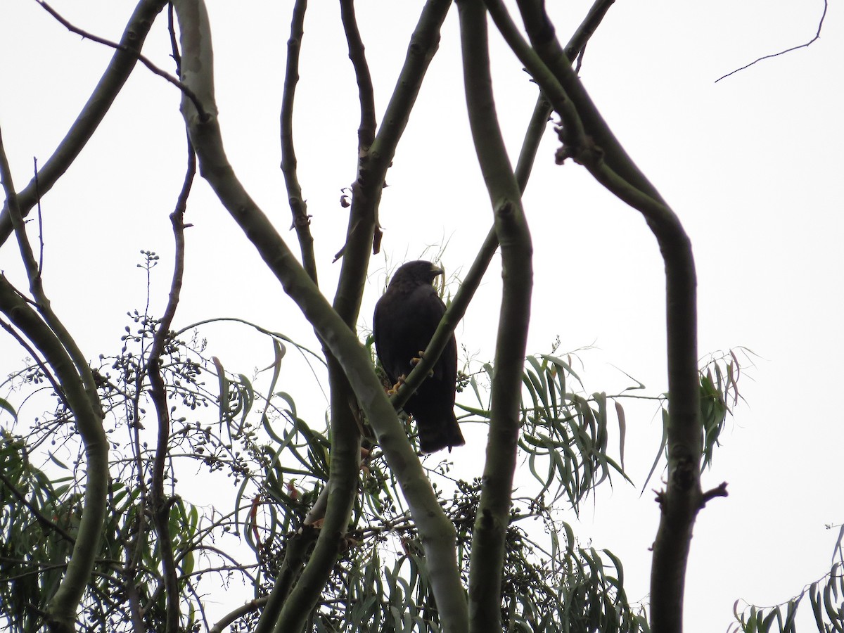 Short-tailed Hawk - ML37398451