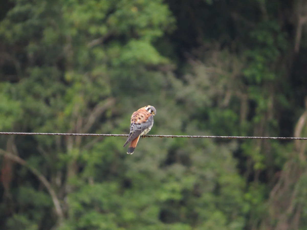 American Kestrel - ML37398481