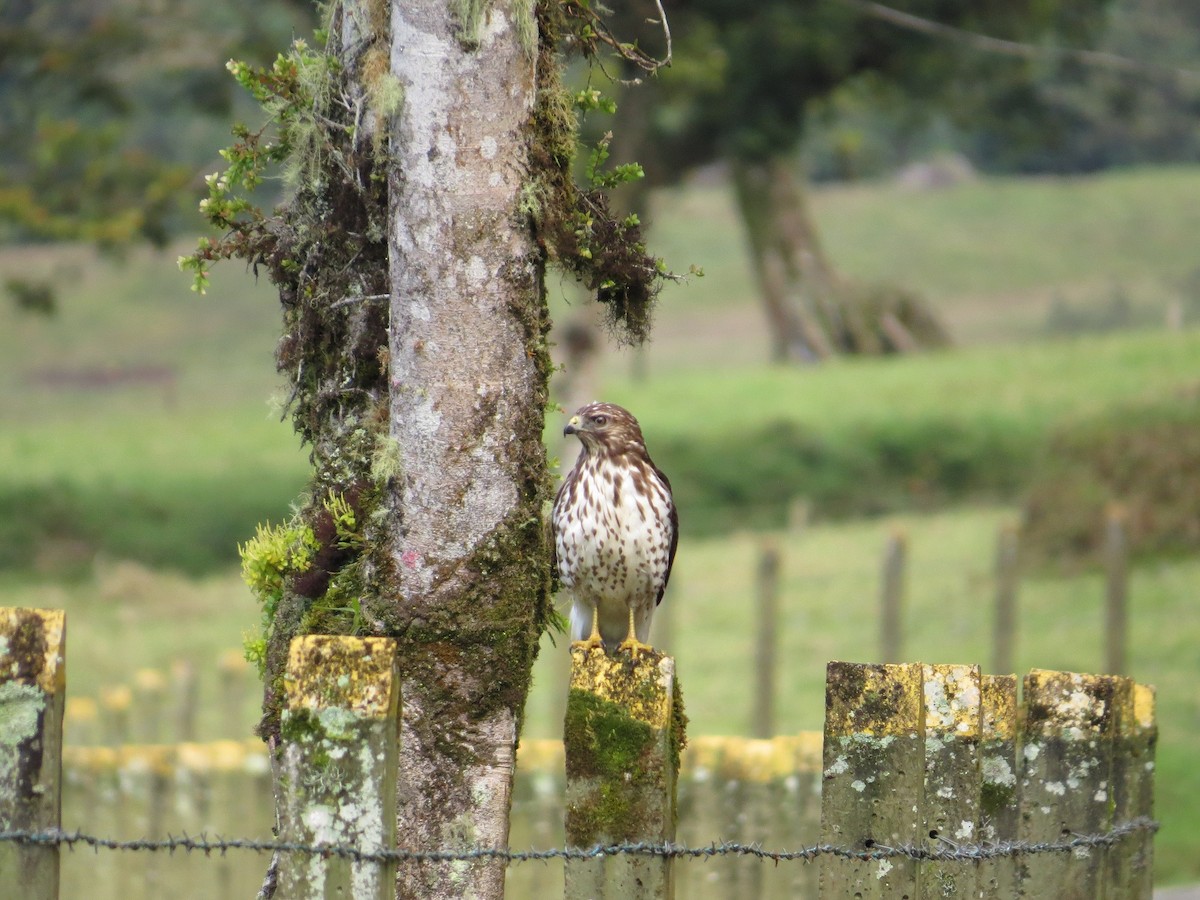 Broad-winged Hawk - ML37398531