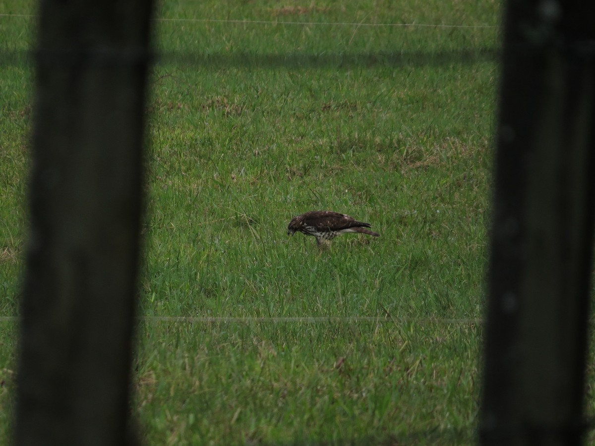 Broad-winged Hawk - Róger Rodríguez Bravo