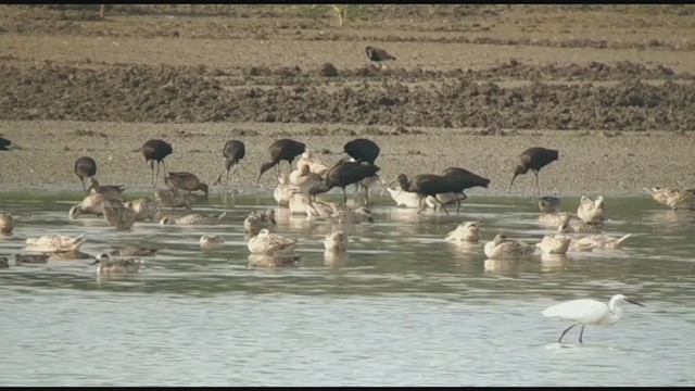 ברווז משויש - ML373986941