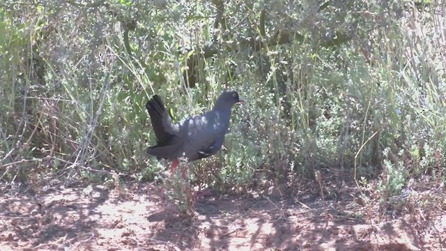 Black-tailed Nativehen - ML373993581