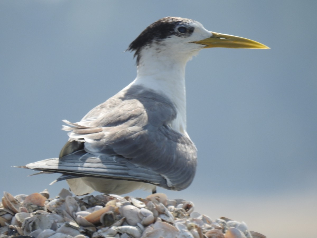 Great Crested Tern - ML373993891