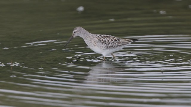 Stilt Sandpiper - ML373996731