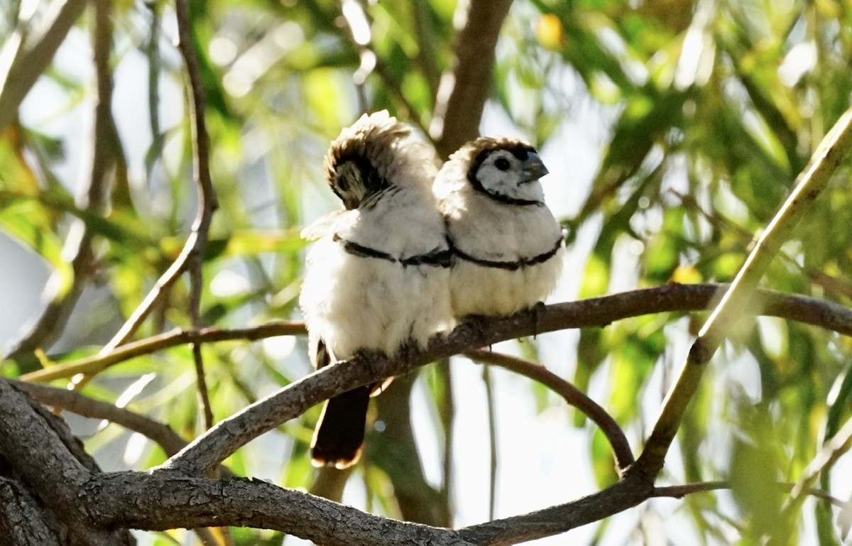 Double-barred Finch - ML373996841