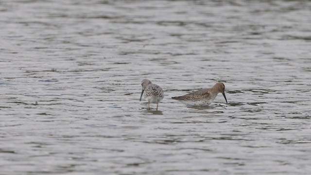 Dunlin - ML373997671