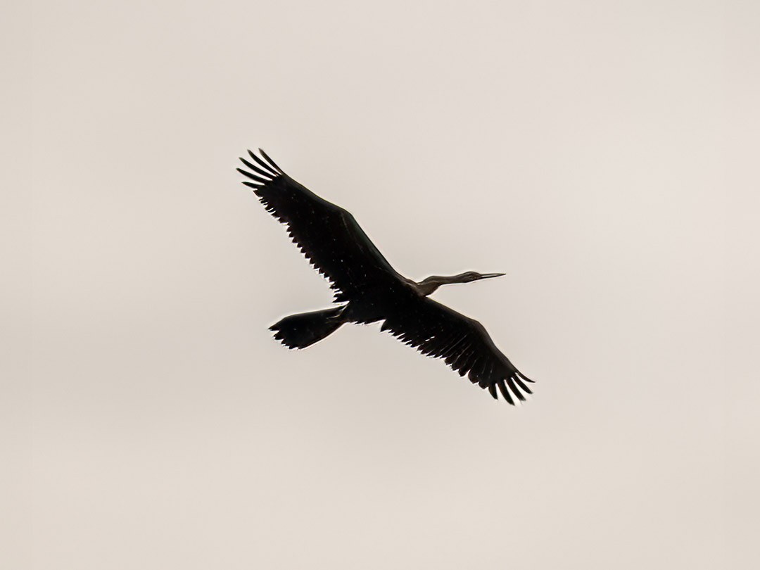 Anhinga Asiática - ML373998181