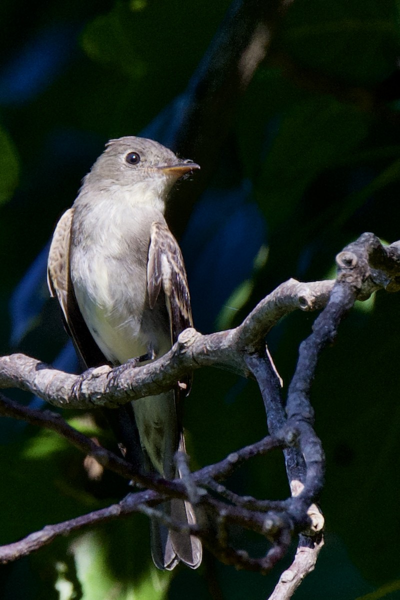 Eastern Wood-Pewee - ML373998641