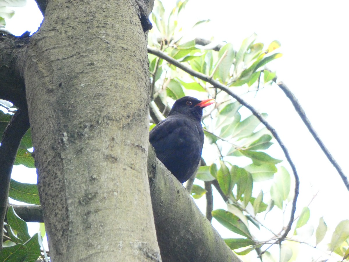 Eurasian Blackbird - Ian Melbourne