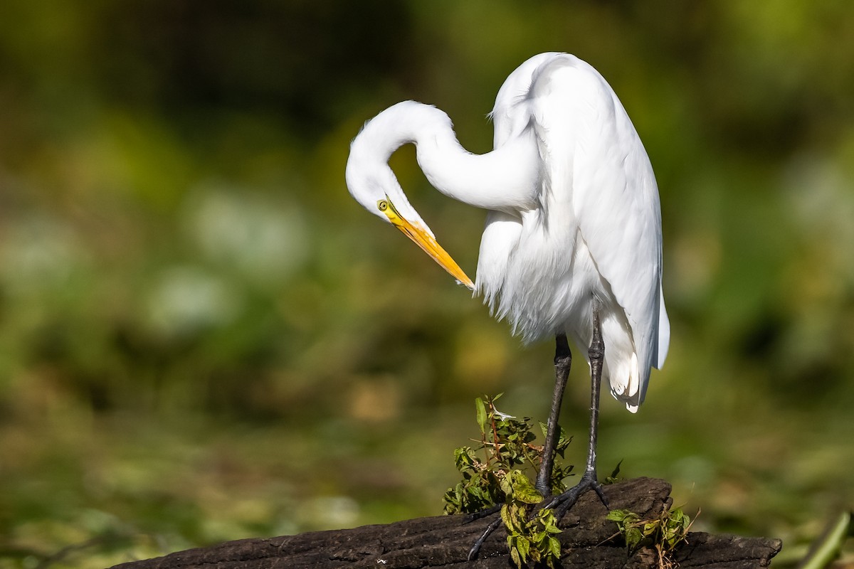 Great Egret - ML373998931