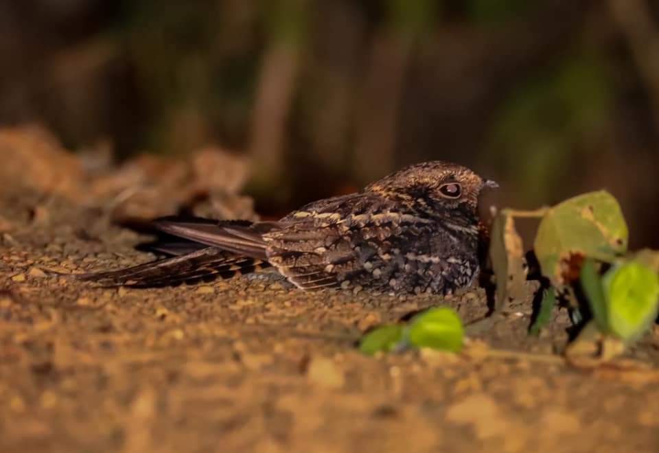 Scissor-tailed Nightjar - ML374000281