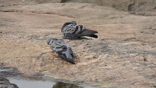 Rock Pigeon (Feral Pigeon) - ML374001211