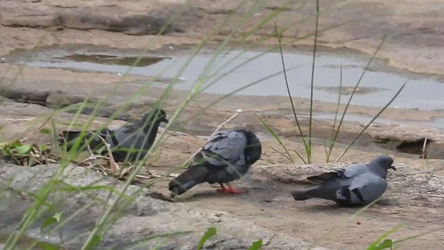 Rock Pigeon (Feral Pigeon) - ML374001451