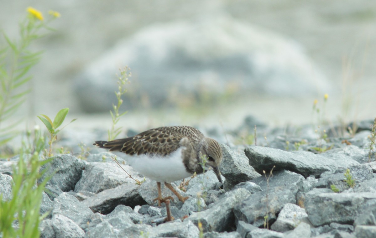 Ruddy Turnstone - ML374008141