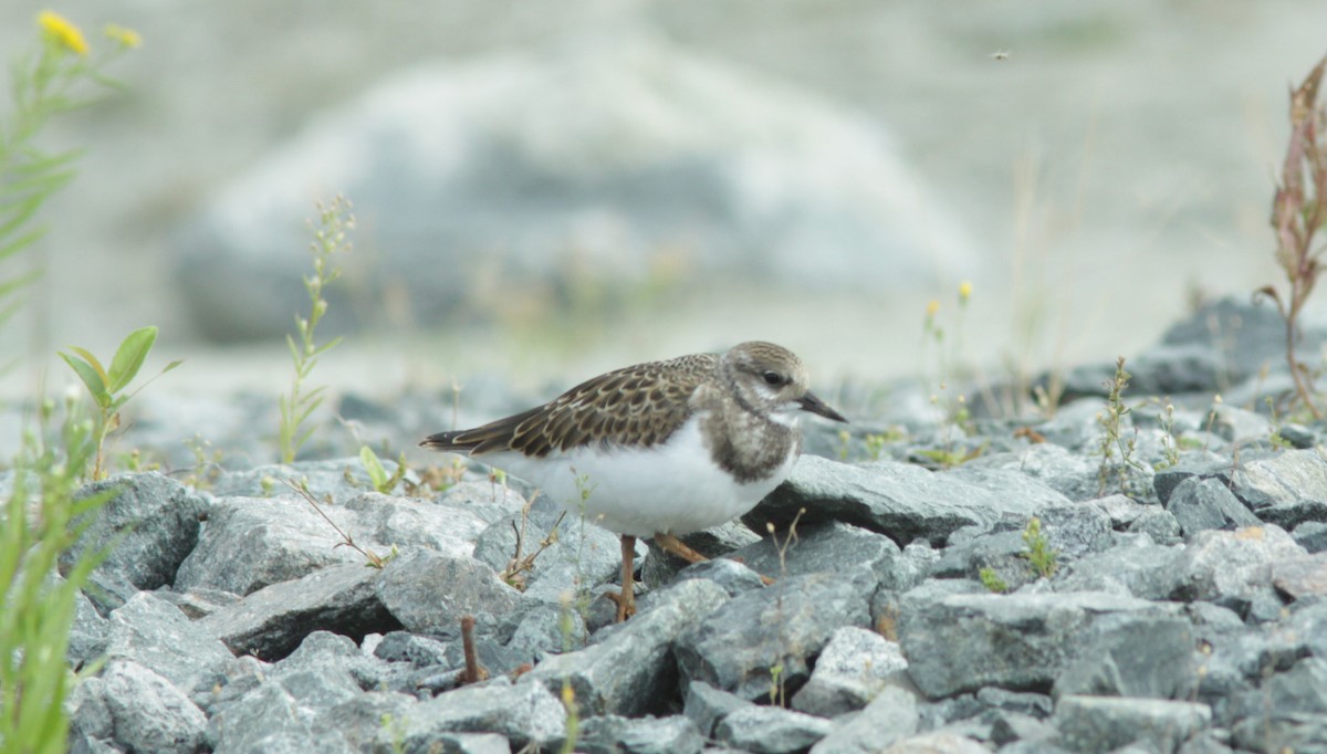 Ruddy Turnstone - ML374008151