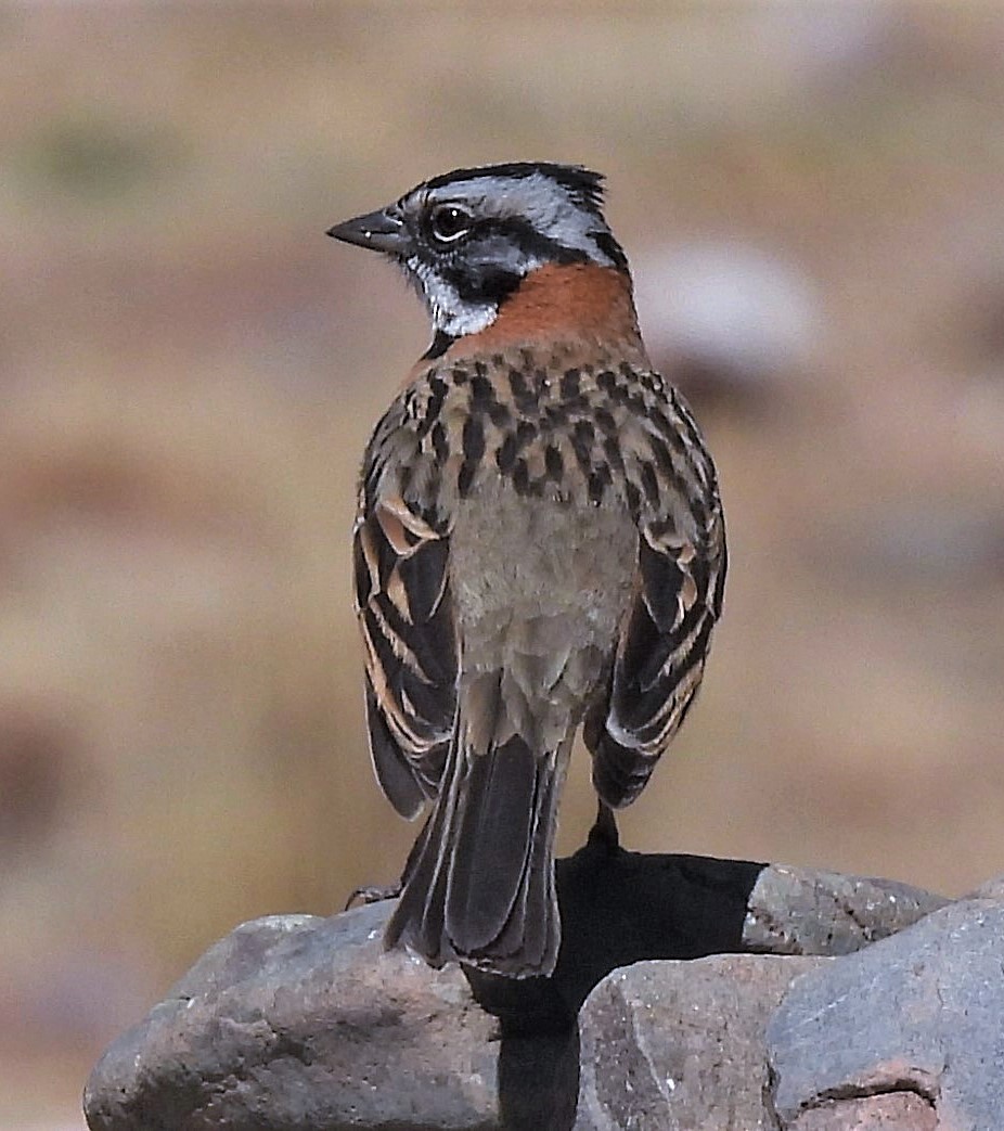 Rufous-collared Sparrow - ML374008461