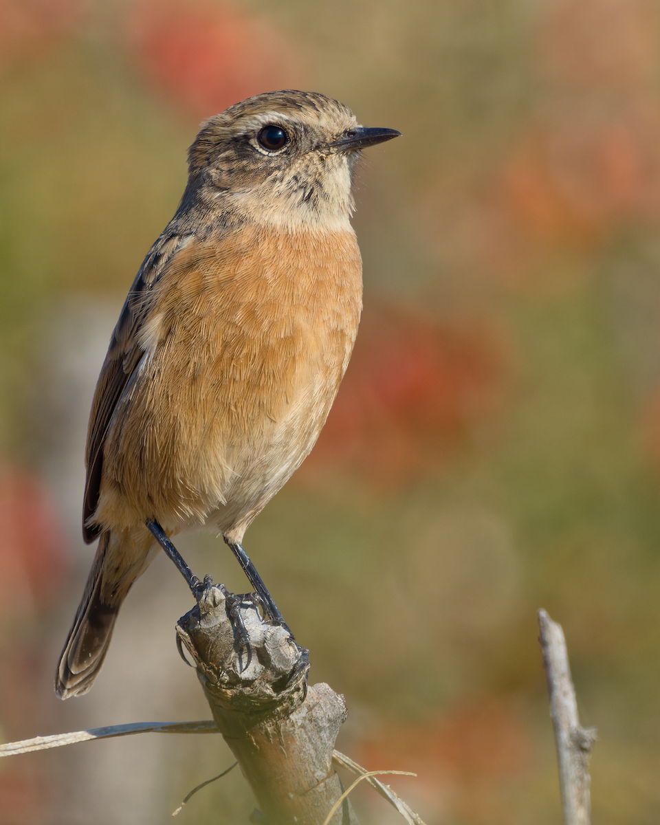 European Stonechat - Juan Parra Caceres