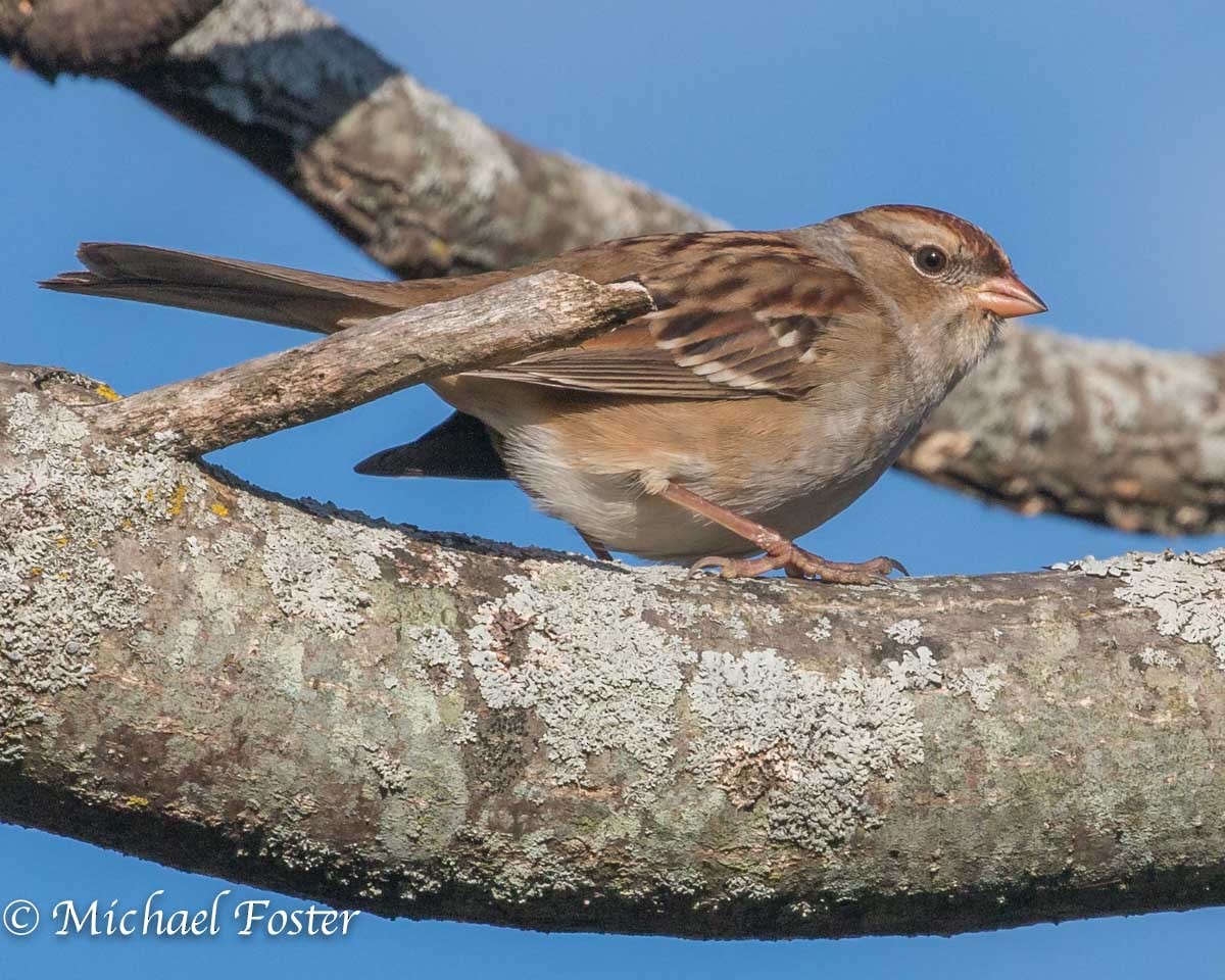 White-crowned Sparrow - ML37400971