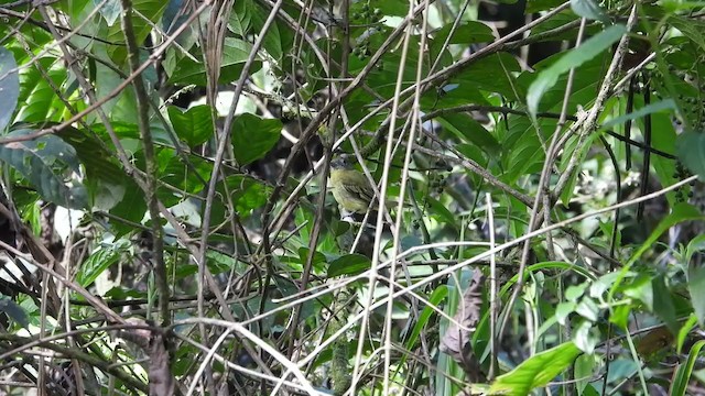 Piprites Cabecigrís - ML374012001