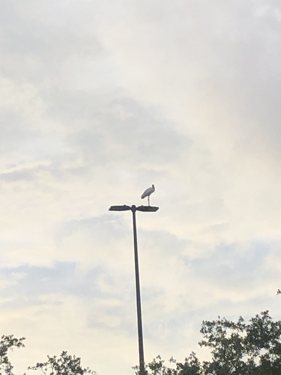 Wood Stork - ML374013621