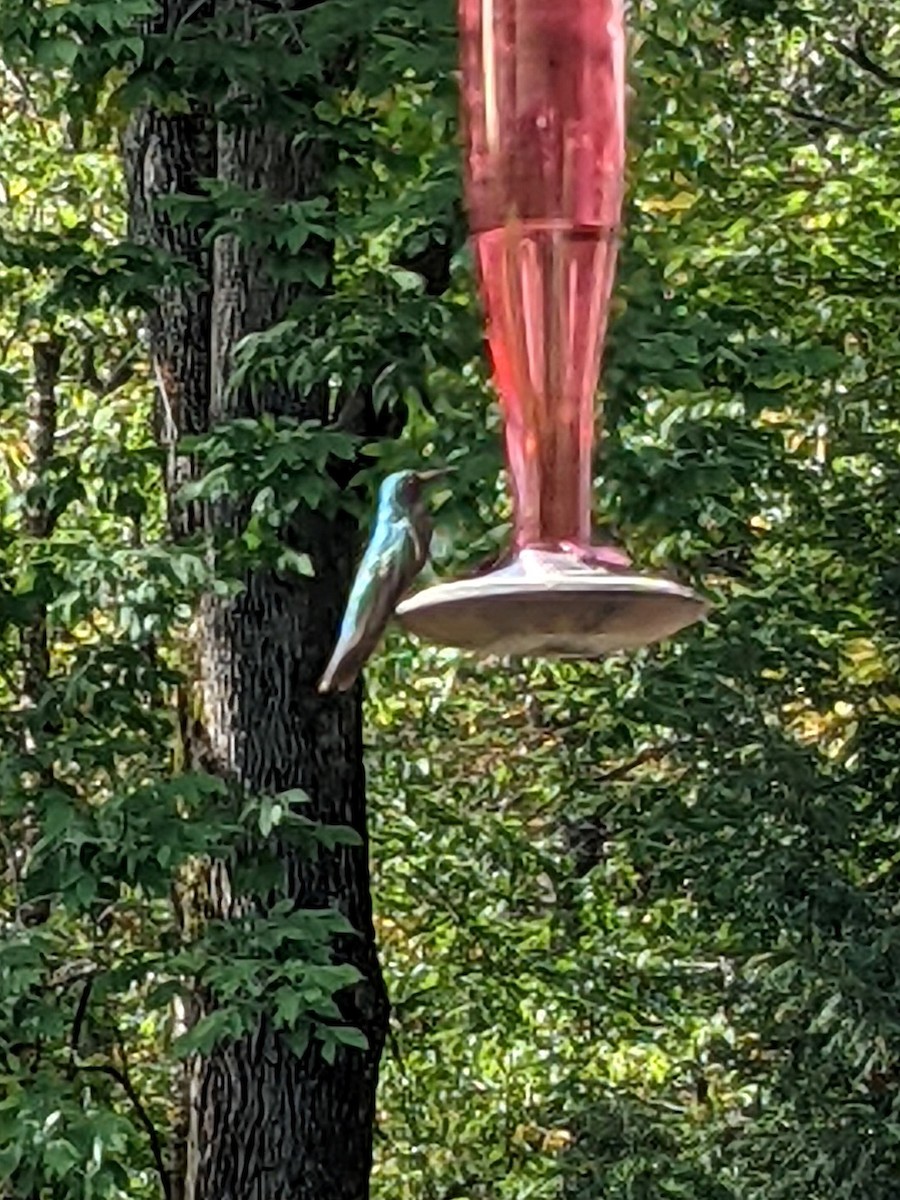 Mexican Violetear - ML374014551