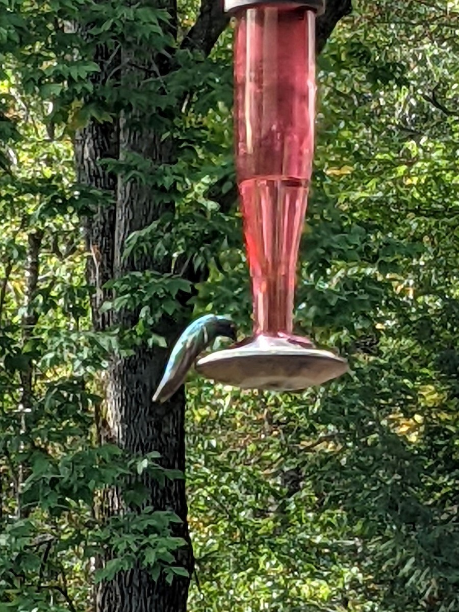 Mexican Violetear - ML374014571