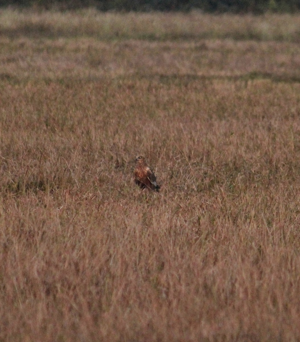 Western Marsh Harrier - Ashik C S