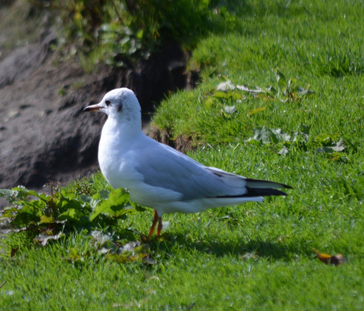 Black-headed Gull - ML374016401