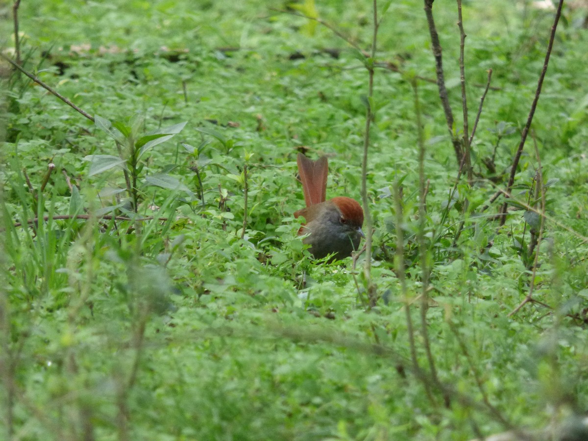 Sooty-fronted Spinetail - ML374016421