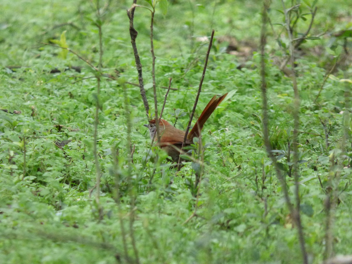 Sooty-fronted Spinetail - ML374016431