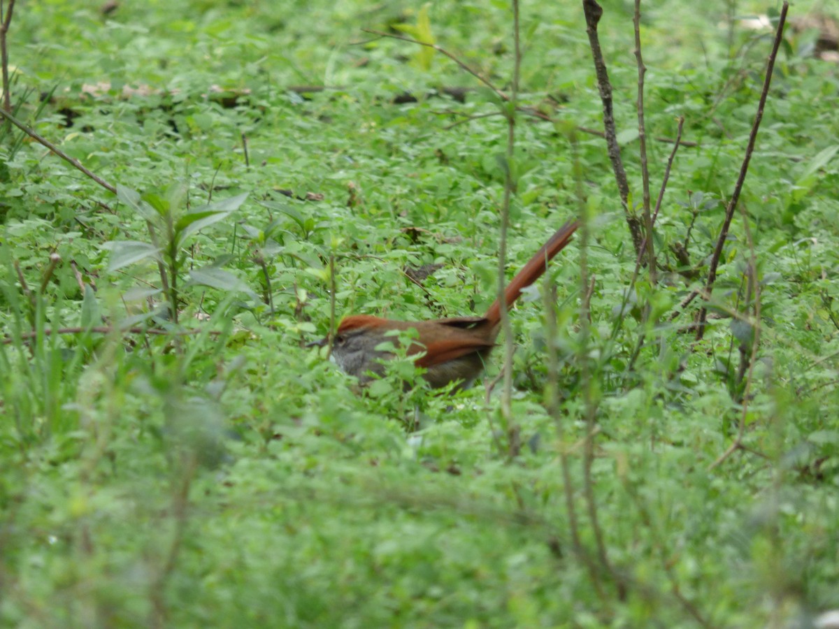 Sooty-fronted Spinetail - ML374016501