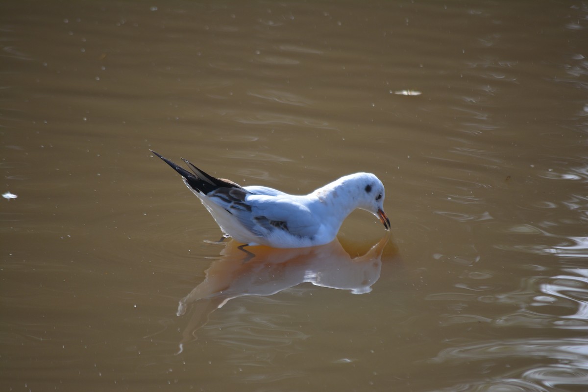 Black-headed Gull - ML374016711