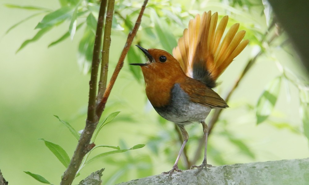 Japanese Robin - Pavel Parkhaev