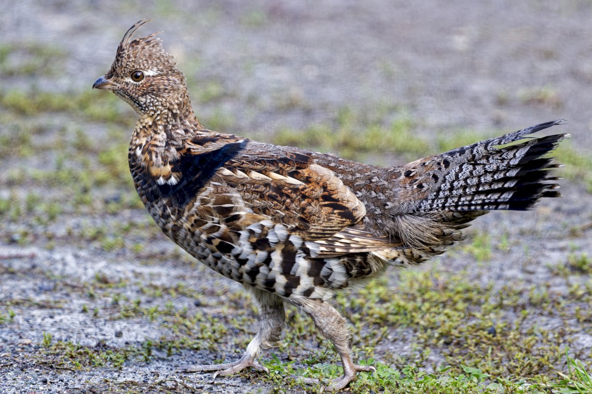 Ruffed Grouse - ML374018101