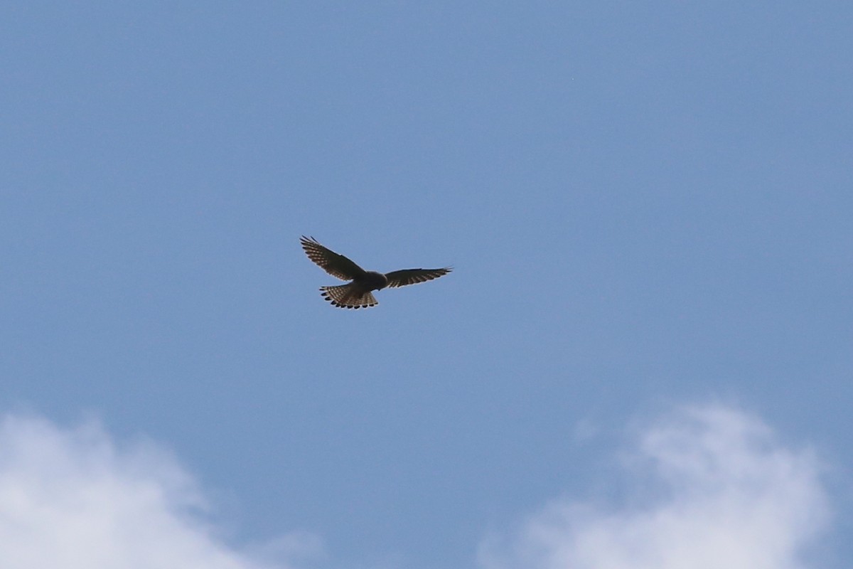 Eurasian Kestrel - ML374018371