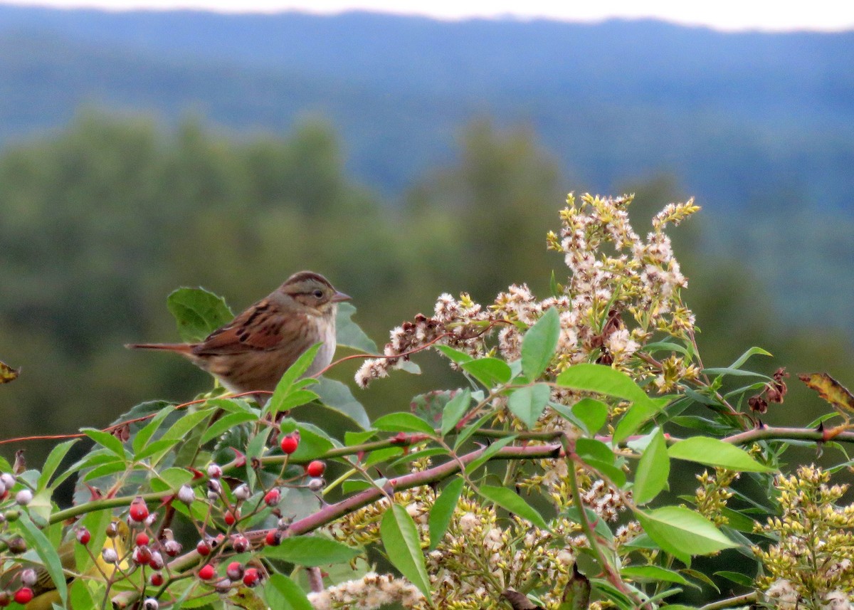 Swamp Sparrow - ML374018791