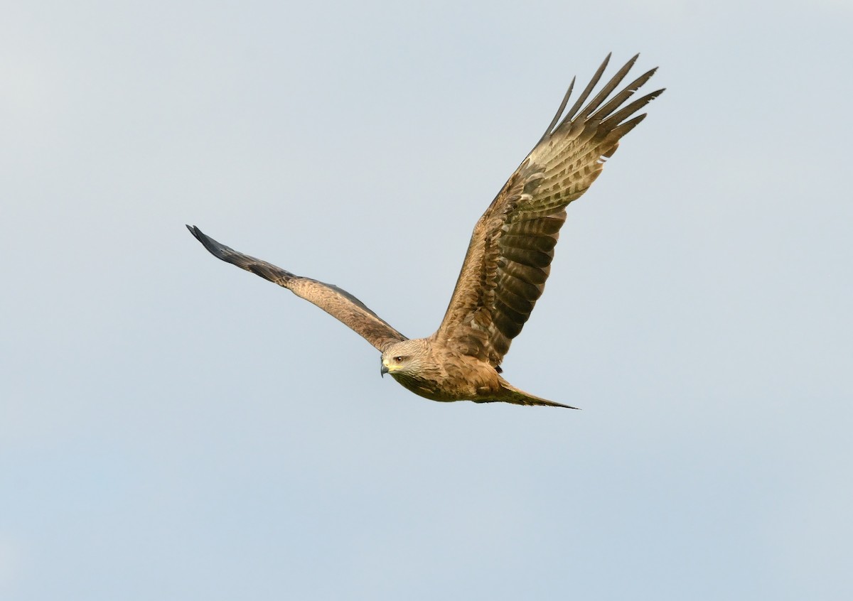 Black Kite - ML374019521