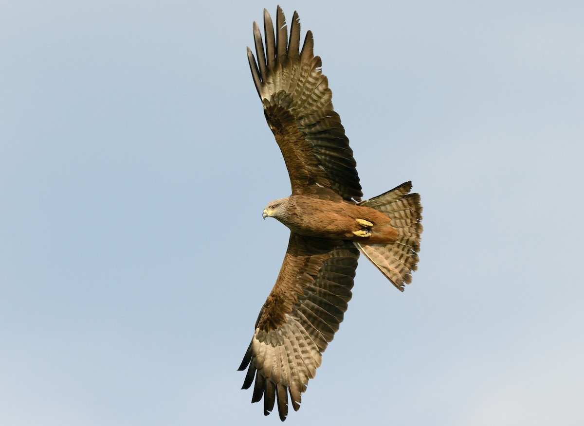 Black Kite - ML374019551