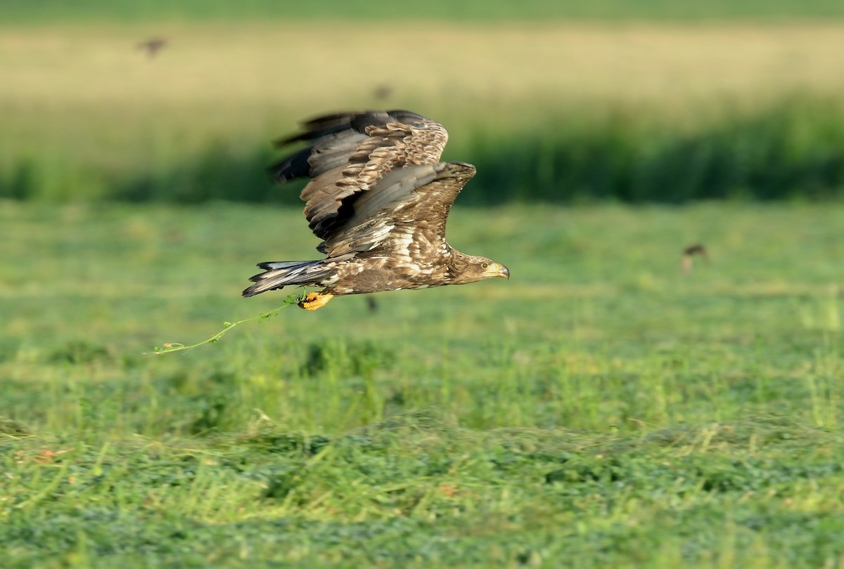 White-tailed Eagle - ML374019601