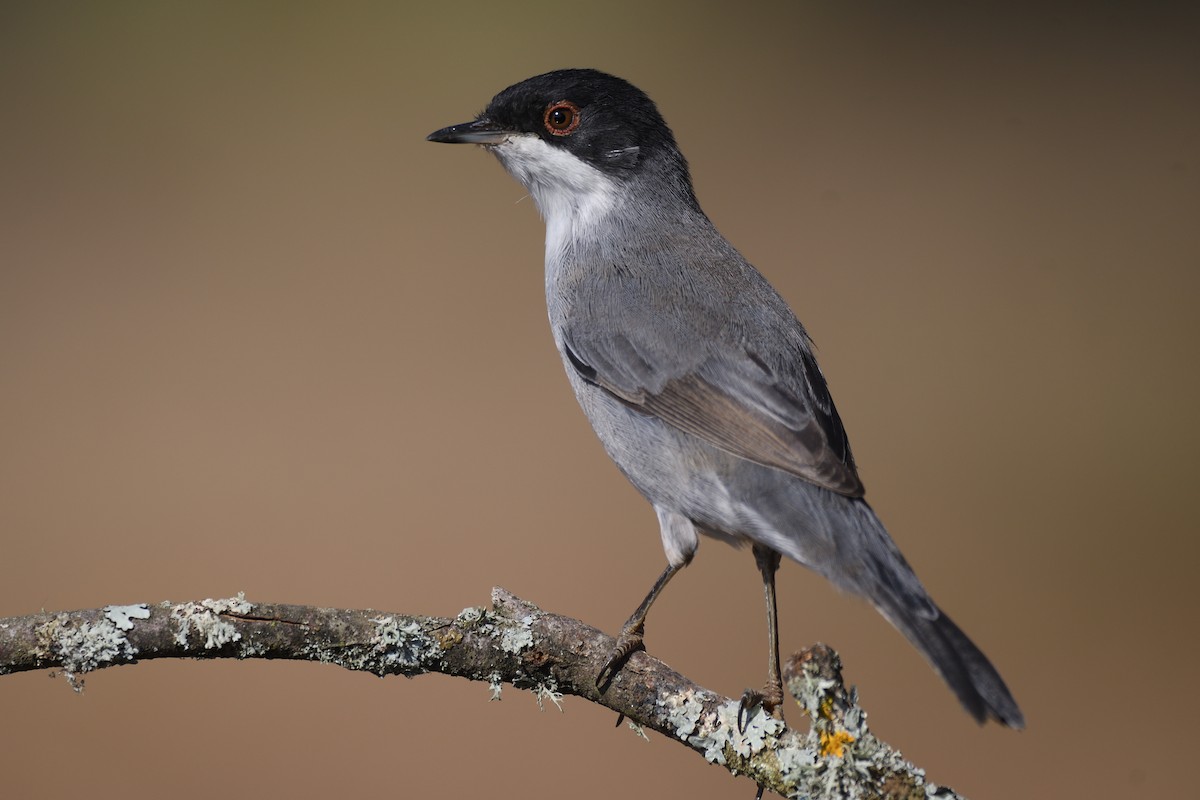 Sardinian Warbler - ML374021011