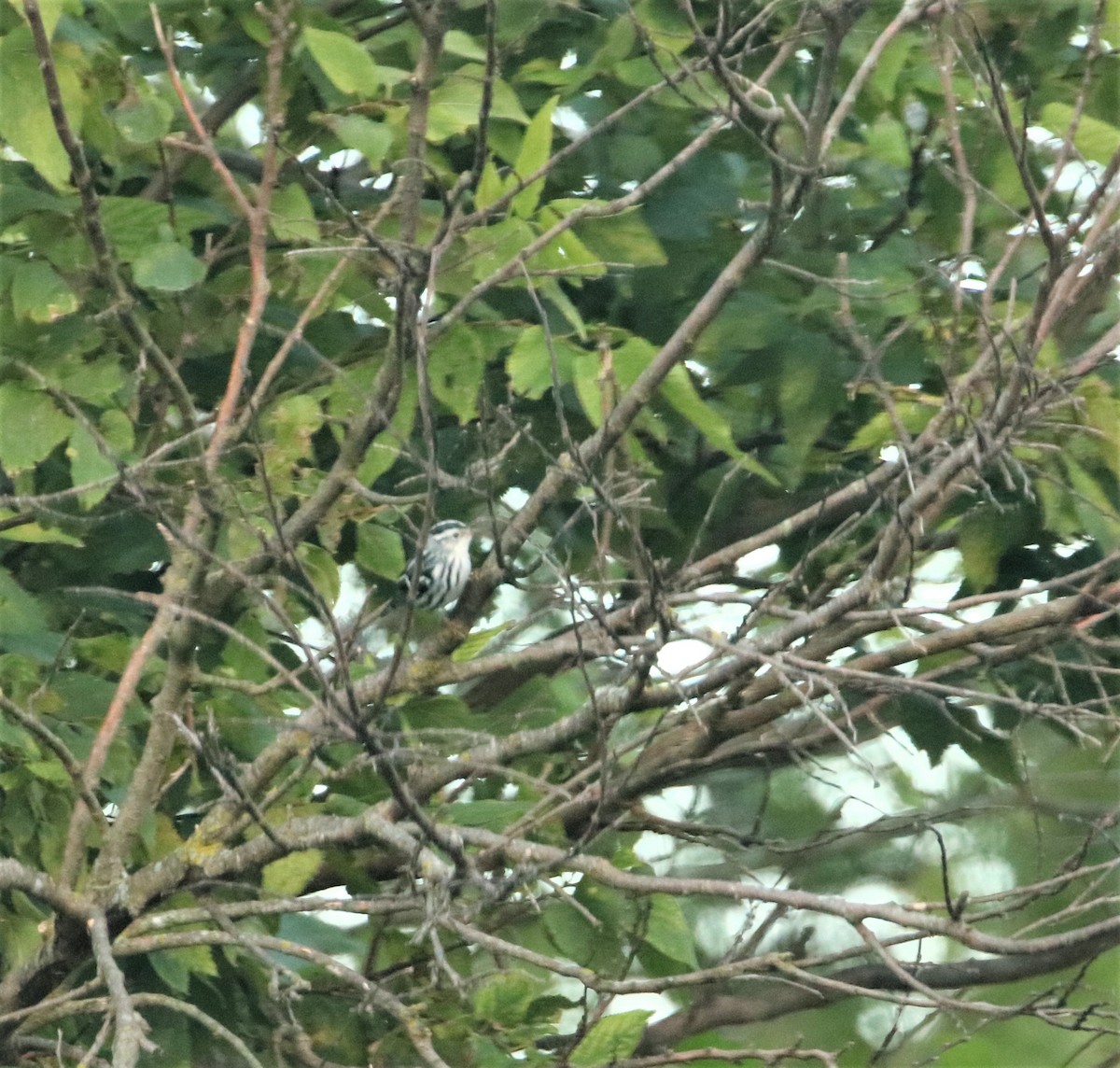 Black-and-white Warbler - Joli Reising