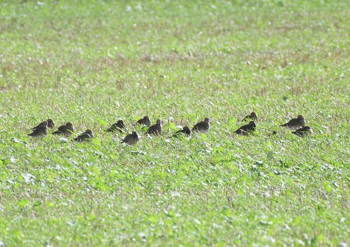 European Golden-Plover - ML374024331