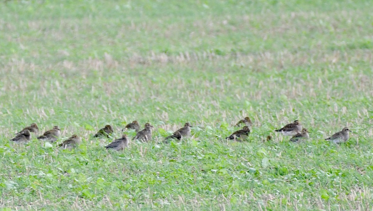 European Golden-Plover - ML374024341